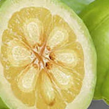 Garcinia Cambogia